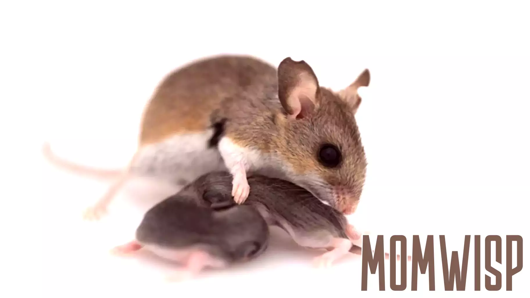 Exploring the Genetic and Neural Foundations of Parenting in Mice